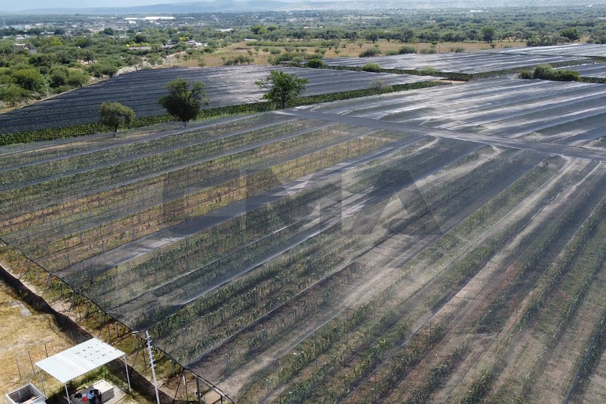 Casa sombra para producción de pitahaya