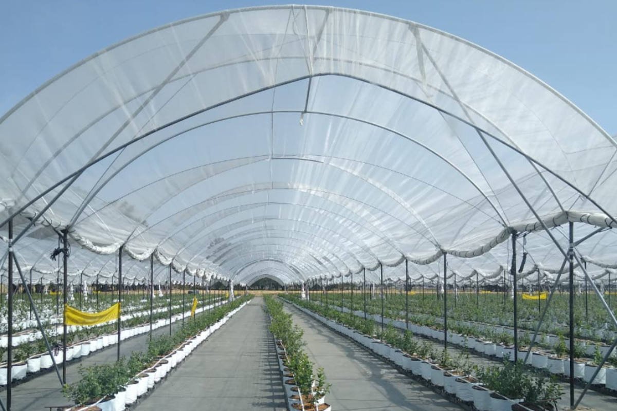 Macrotúnel Agrícola construido por CMA Agronegocios