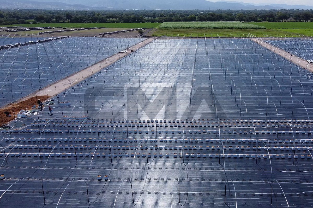 Proyecto de berries con infraestructura de macrotúneles