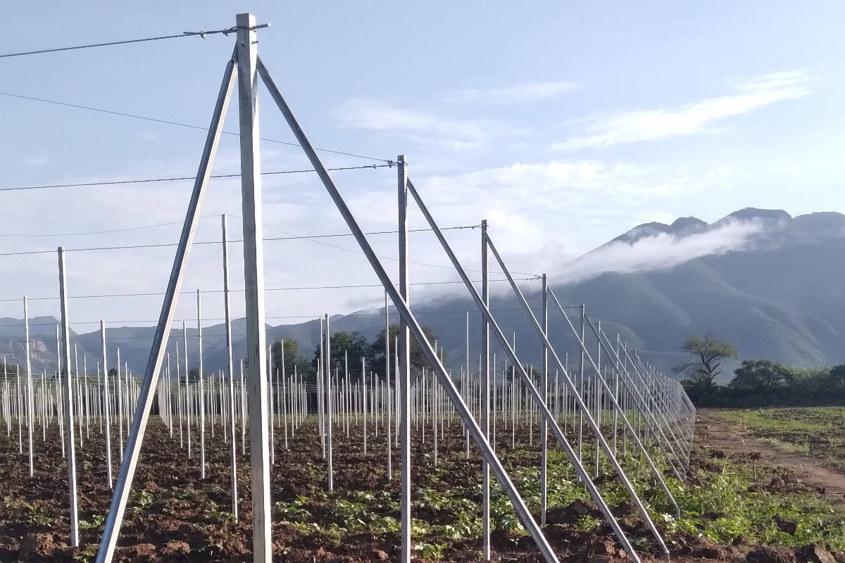 Casa sombra agrícola a gran escala