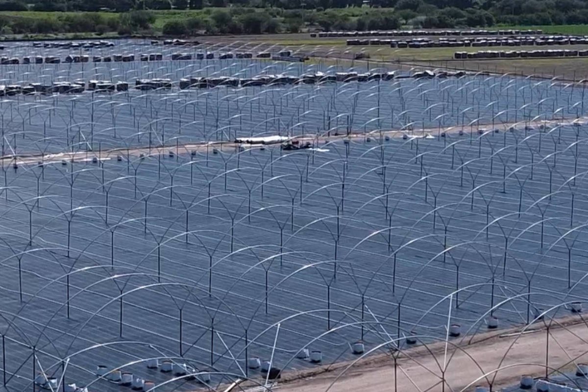 Macrotúneles para berries