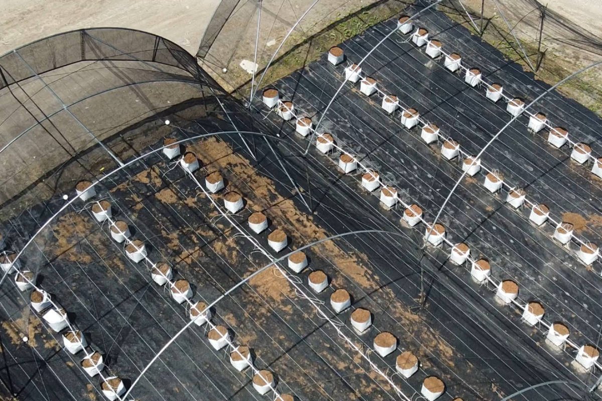 Instalación de película plástica en túnel